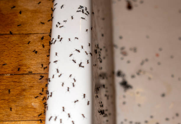 Best Termite Control Services  in Pine Lake Park, NJ